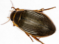 Dytiscus marginalis
